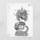 Interne Organe Postkarte (Vorne/Hinten)