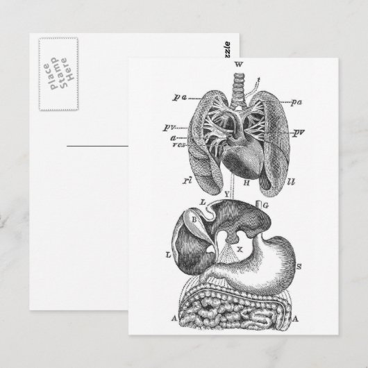 Interne Organe Postkarte (Vorne/Hinten)