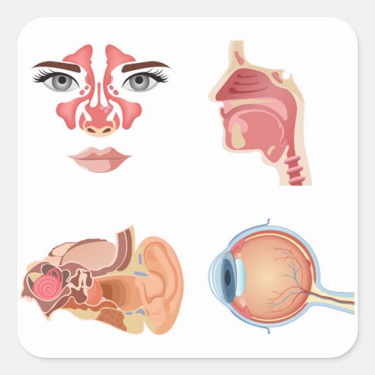 Interne Organe Quadratischer Aufkleber (Vorderseite)
