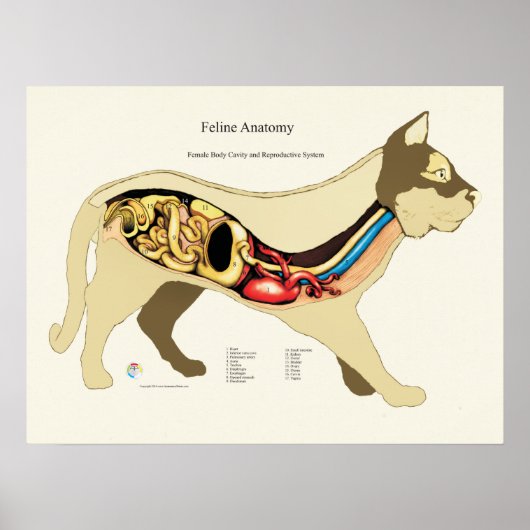 Interne weibliche Anatomie-Veterinärdiagramm Poster (Vorne)