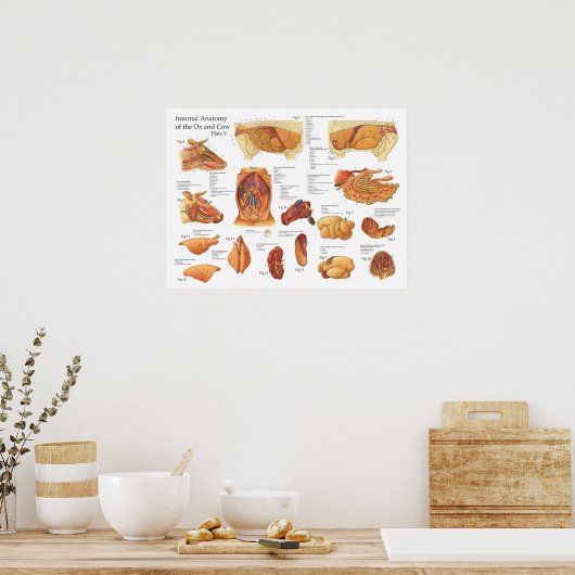 Internes Anatomie-Poster der Rinderkuh Poster (Küche)