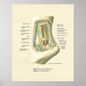 Internes Poster für die Anatomie des Fußes und Knö (Vorne)