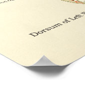 Internes Poster für die Anatomie des Fußes und Knö (Ecke)