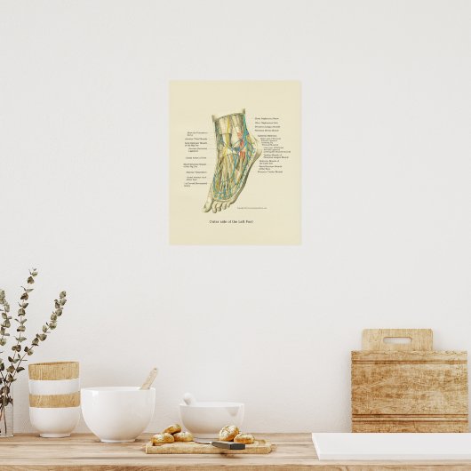 Internes Poster für die Anatomie des Fußes und Knö (Küche)