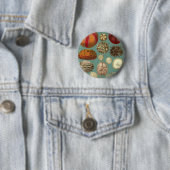 Intestina und Mollusca Linnaei Button (Beispiel)