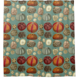 Intestina und Mollusca Linnaei Duschvorhang