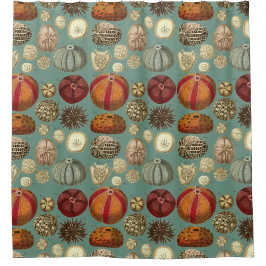 Intestina und Mollusca Linnaei Duschvorhang (Vorderseite)