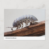 Intricate Woodlouse on Barks - Nature's Marvel Postkarte (Vorderseite)