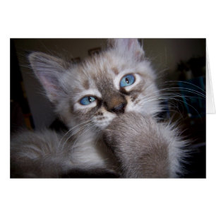 Introspektiver Denker