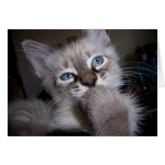 Introspektiver Denker