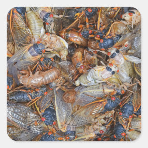 Invasion von Cicada II Quadratischer Aufkleber