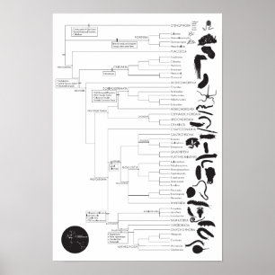 Inverts: Den Tierbaum des Lebens erkunden Poster