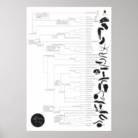 Inverts: Den Tierbaum des Lebens erkunden Poster (Vorne)