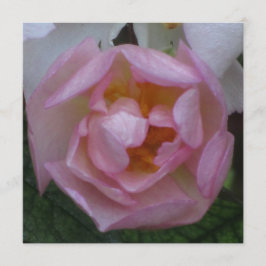 Invitación - Fiesta Cumpleaños - La Rosa Rosa Einladung