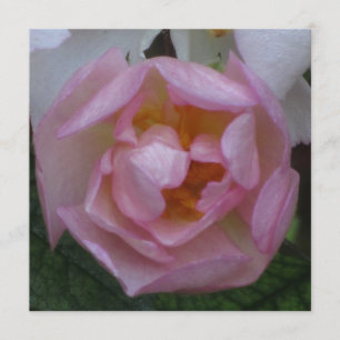 Invitación - Fiesta Cumpleaños - La Rosa Rosa Einladung