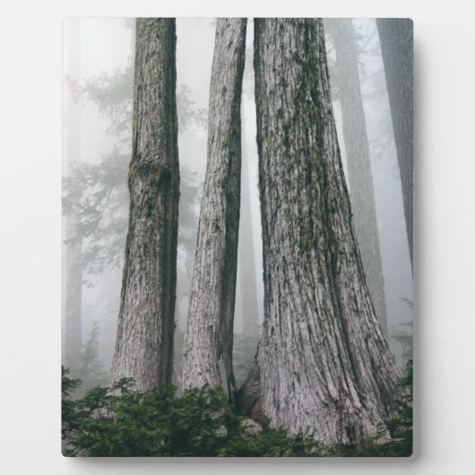 Invokation des Waldes Fotoplatte (Vorderseite)