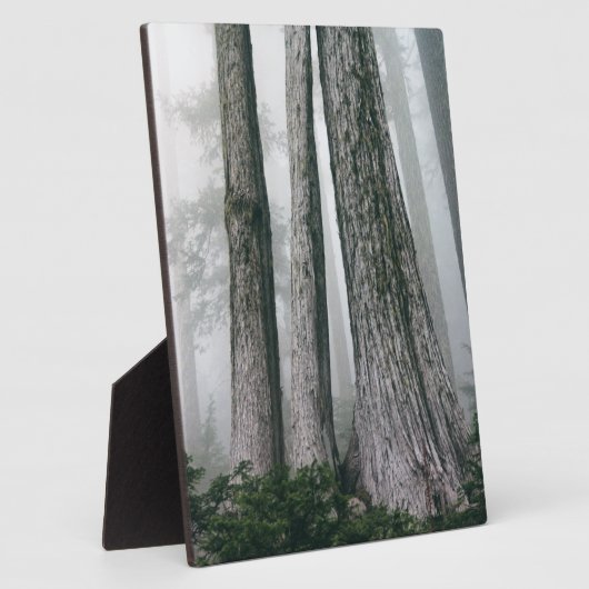 Invokation des Waldes Fotoplatte (Seite)