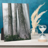 Invokation des Waldes Fotoplatte (Seite)