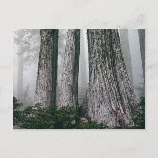 Invokation des Waldes Postkarte (Vorderseite)