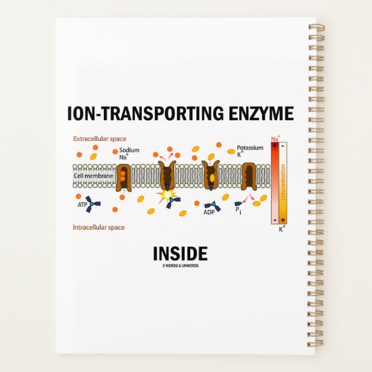 Ionentransportierungsenzym im aktiven Verkehr Planer (Rückseite)