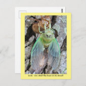 Iowa Cicada, die aus der Muschel hervorgeht Postkarte (Vorne/Hinten)
