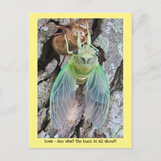 Iowa Cicada, die aus der Muschel hervorgeht Postkarte (Vorderseite)