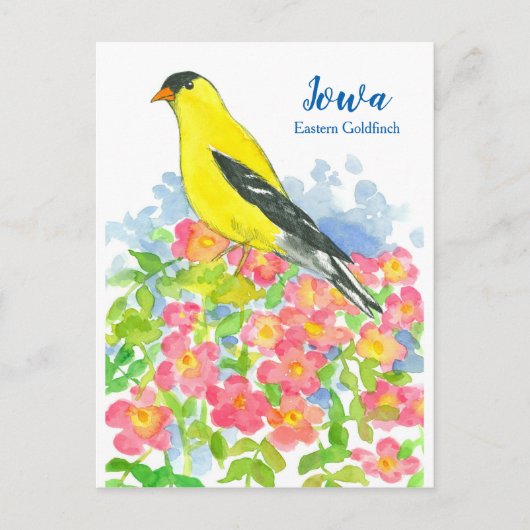 Iowa Eastern Goldfinch Pink Wilde Rose Postkarte (Vorderseite)