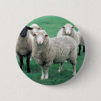 Iowa-Schafe Button
