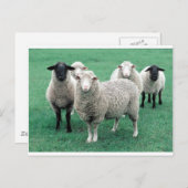 Iowa Sheep Postkarte (Vorne/Hinten)