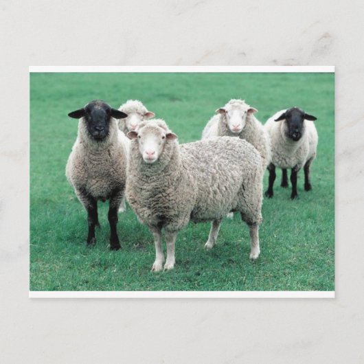 Iowa Sheep Postkarte (Vorderseite)