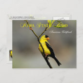 Iowa Staat Bird - American Goldfinch Postkarte (Vorne/Hinten)