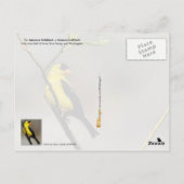 Iowa Staat Bird - American Goldfinch Postkarte (Rückseite)