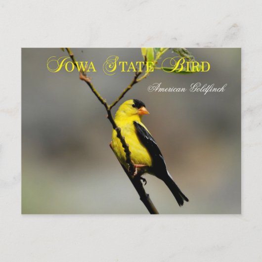 Iowa Staat Bird - American Goldfinch Postkarte (Vorderseite)