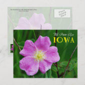 Iowa Staat Blume: Wild Prairie Rose Postkarte (Vorne/Hinten)