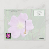 Iowa Staat Blume: Wild Prairie Rose Postkarte (Rückseite)