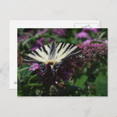 Iphiclides podalirius postkarte (Vorne/Hinten)