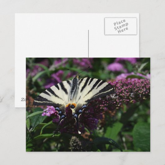 Iphiclides podalirius postkarte (Vorne/Hinten)