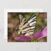 Iphiclides podalirius postkarte (Vorne/Hinten)