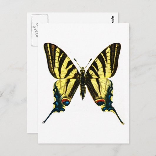 Iphiclides podalirius postkarte (Vorne/Hinten)