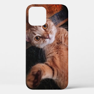 iphone12 pro Hüllen ...cat