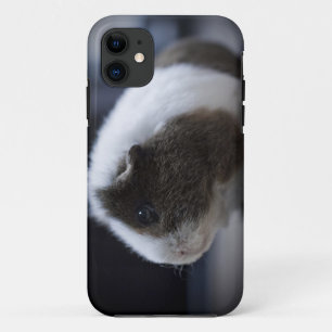 iPhone 5 Fall mit niedlichem Meerschweinchen 11 Hülle