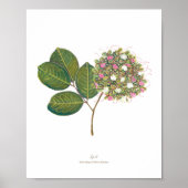 Ipil (Intsia bijuga) Philippine Forest Blooms Poster (Vorne)