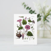 Ipomea purga (Jalap) Postkarte (Stehend Vorderseite)