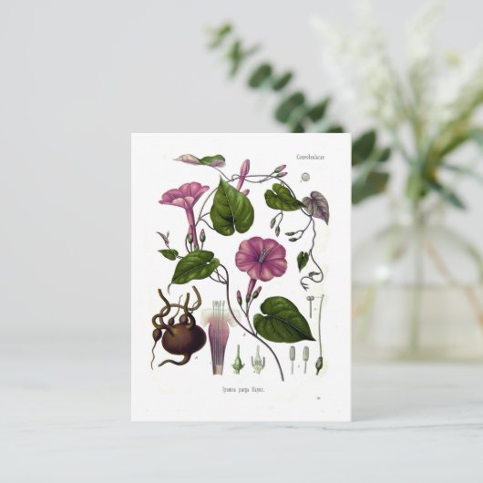 Ipomea purga (Jalap) Postkarte (Stehend Vorderseite)