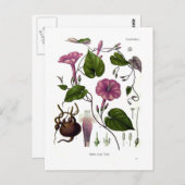 Ipomea purga (Jalap) Postkarte (Vorne/Hinten)