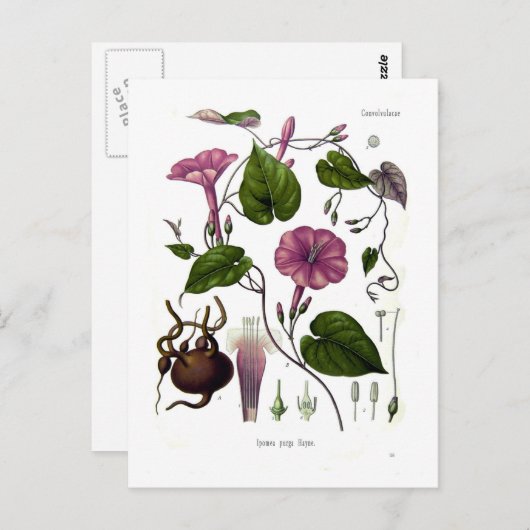 Ipomea purga (Jalap) Postkarte (Vorne/Hinten)