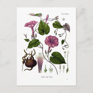 Ipomea purga (Jalap) Postkarte