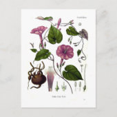 Ipomea purga (Jalap) Postkarte (Vorderseite)