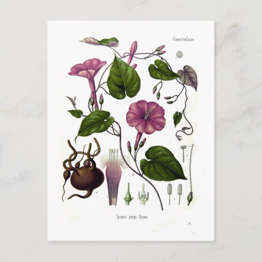 Ipomea purga (Jalap) Postkarte (Vorderseite)