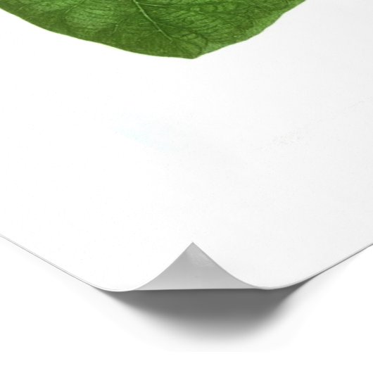 Ipomoea Poster (Ecke)